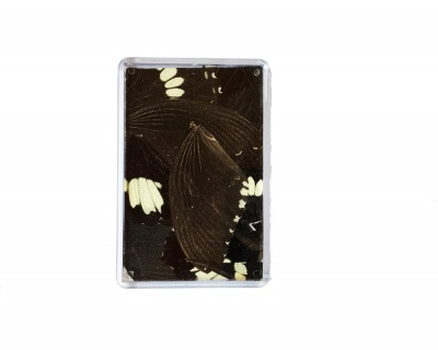 BLACK AND WHITE PAPILLIO FRIDGE MAGNET